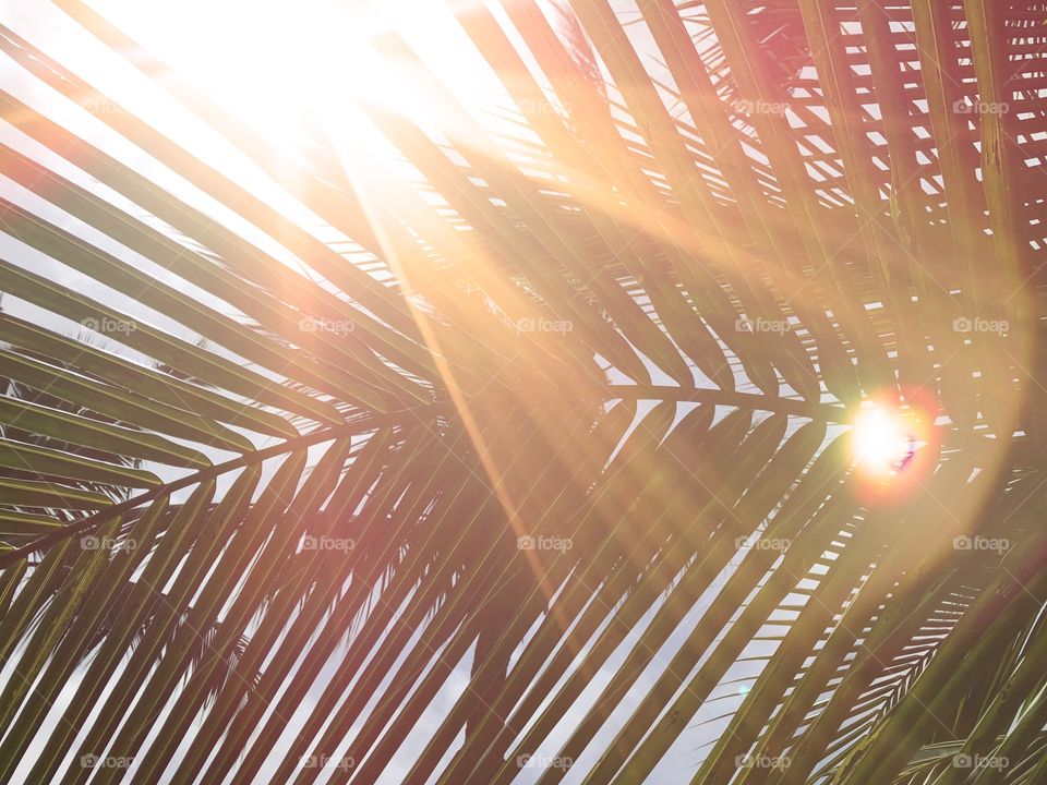 golden light flare on green coconut-palm leaf stalk in day time summer, using as background