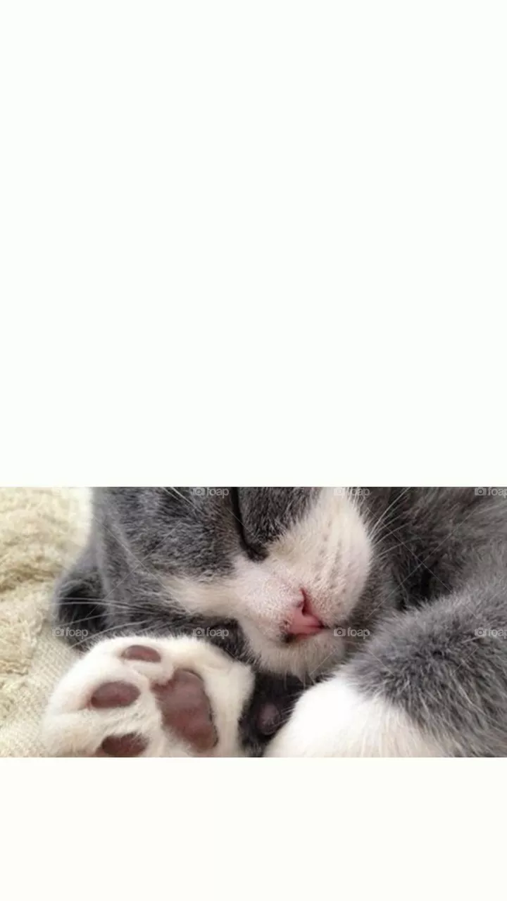 Meow