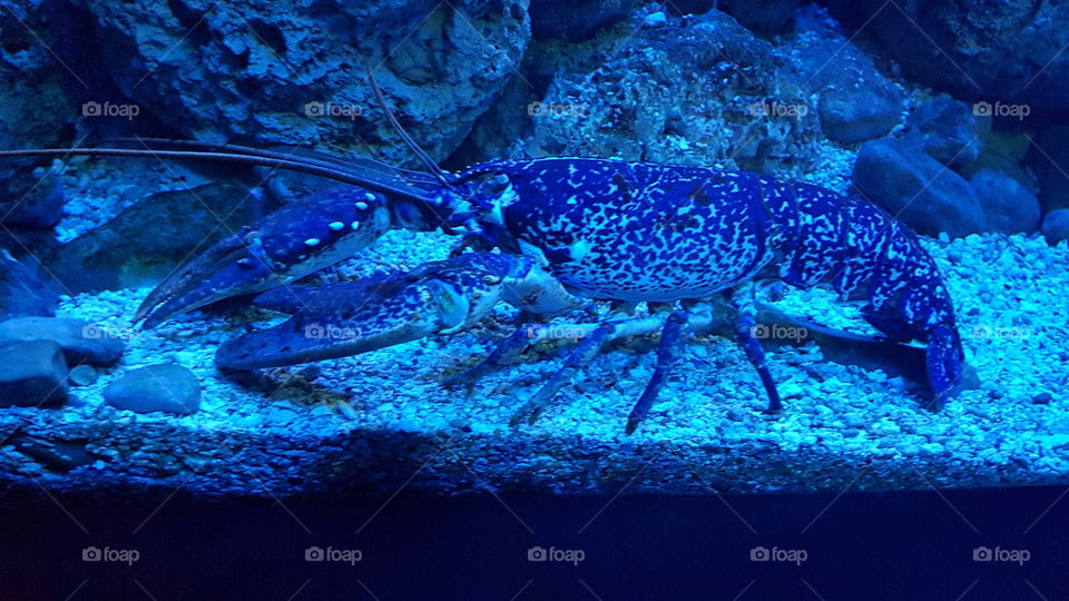 Hummer im blauen Aquariumlicht