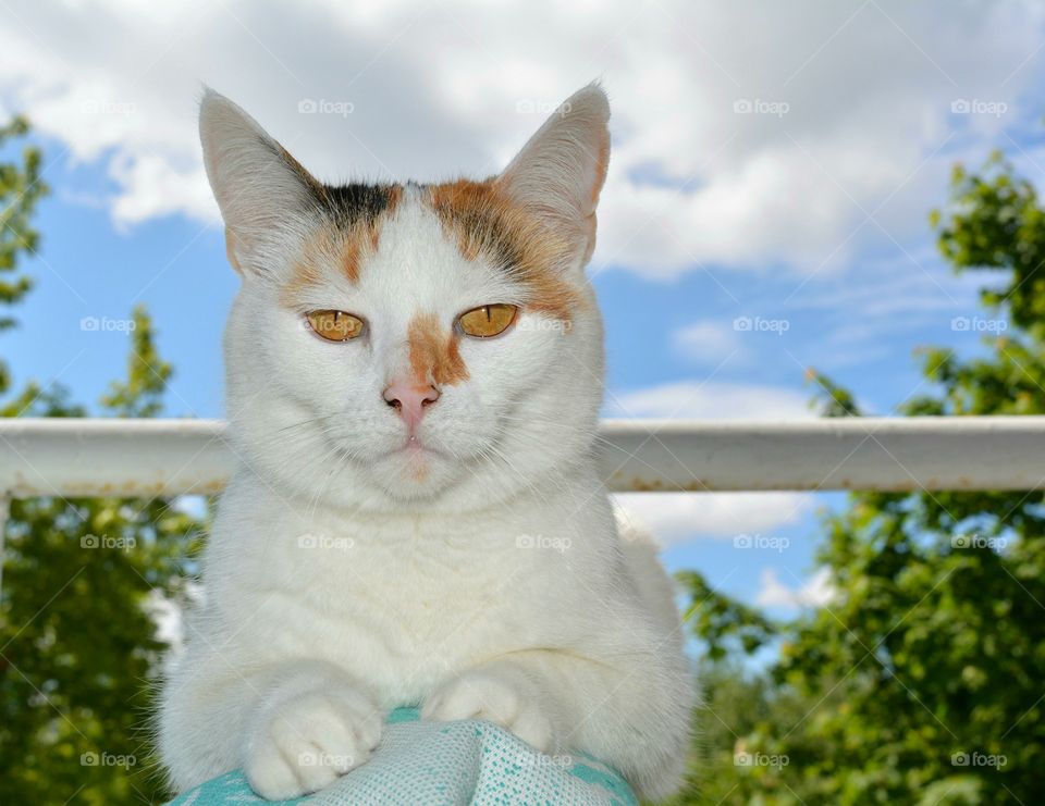 Cat, Cute, Pet, Fur, Eye