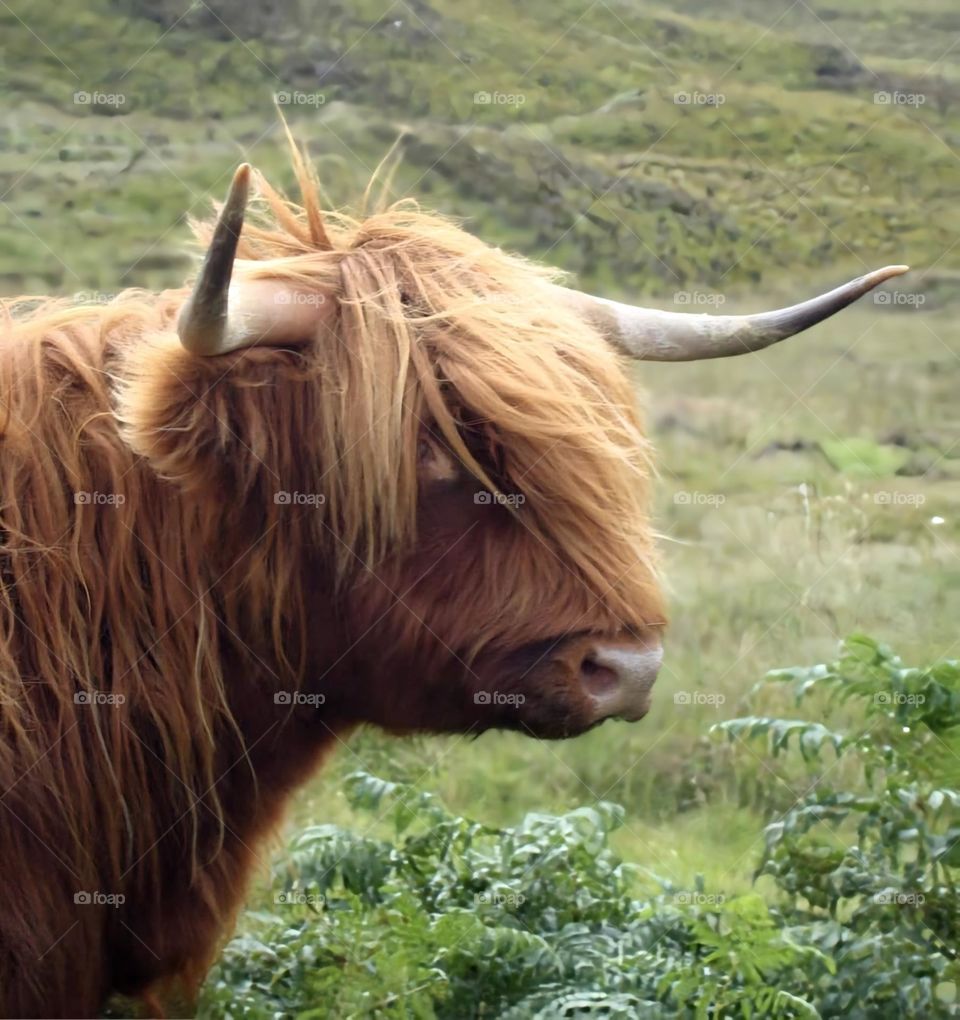 Scotish cow