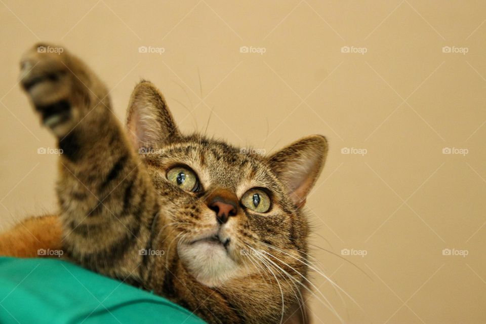 Portrait of a striped cat hanging over one shoulder with an outstretched paw
