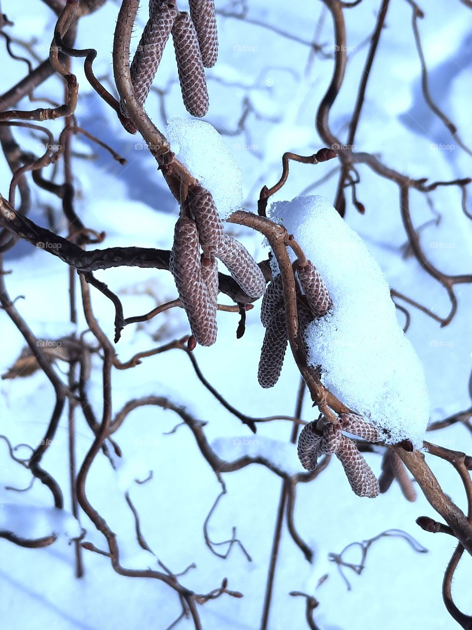 sunlit catkins  of a "contorted" hazel covered with snow