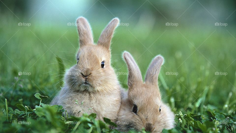 Pair of beautiful rabbits in grass