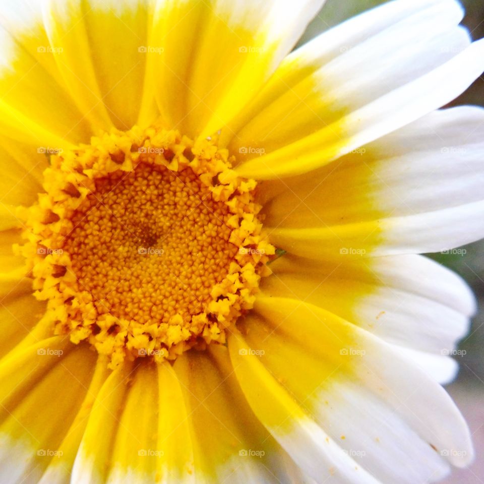 Sun shine by a flower 