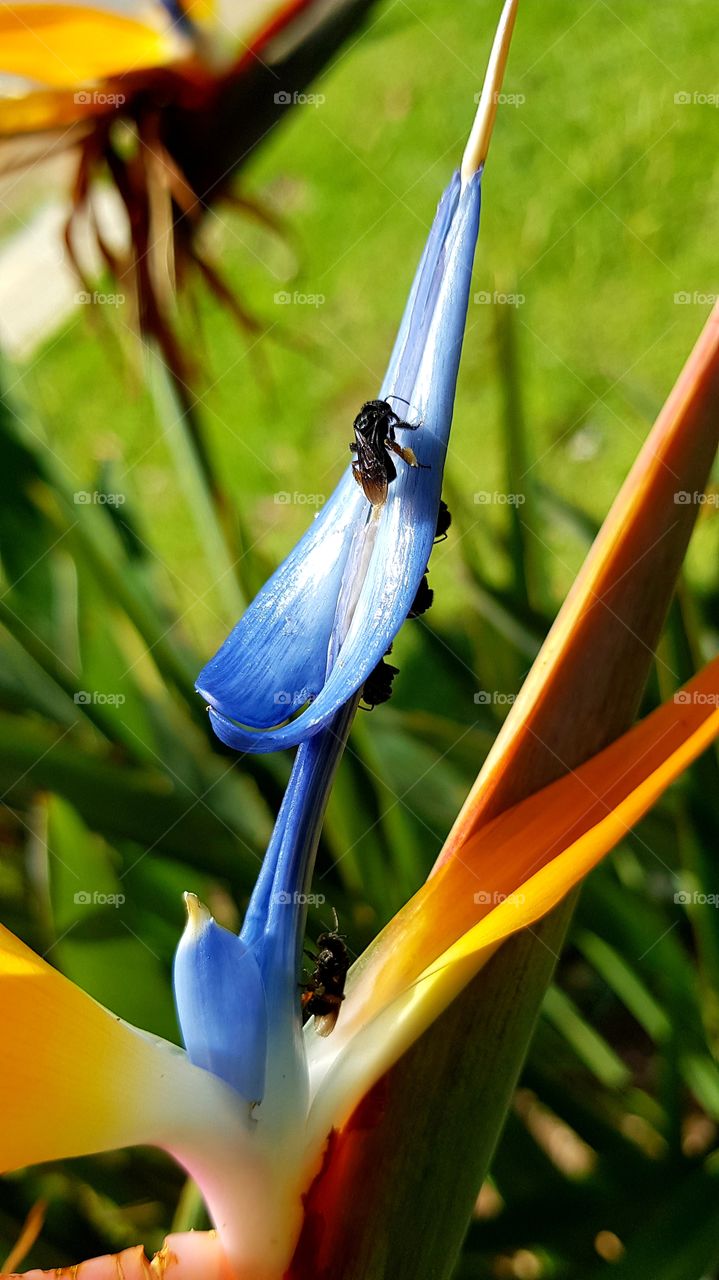 Estrelítzia flower, Ave-do-paraíso, Estrelitza, Flor-da-rainha or queen flower