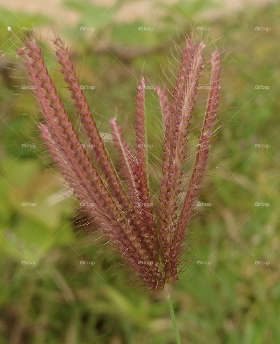 brown Grass