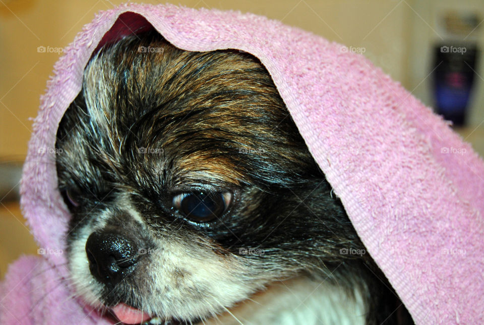 Pekingese dog getting a refreshing bath, towel on head