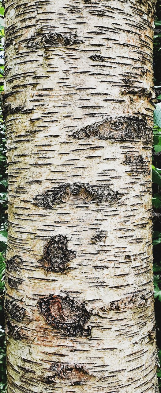 Birch bark closeup
