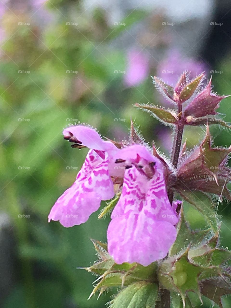 Wild Ontario purple flowering plant. 