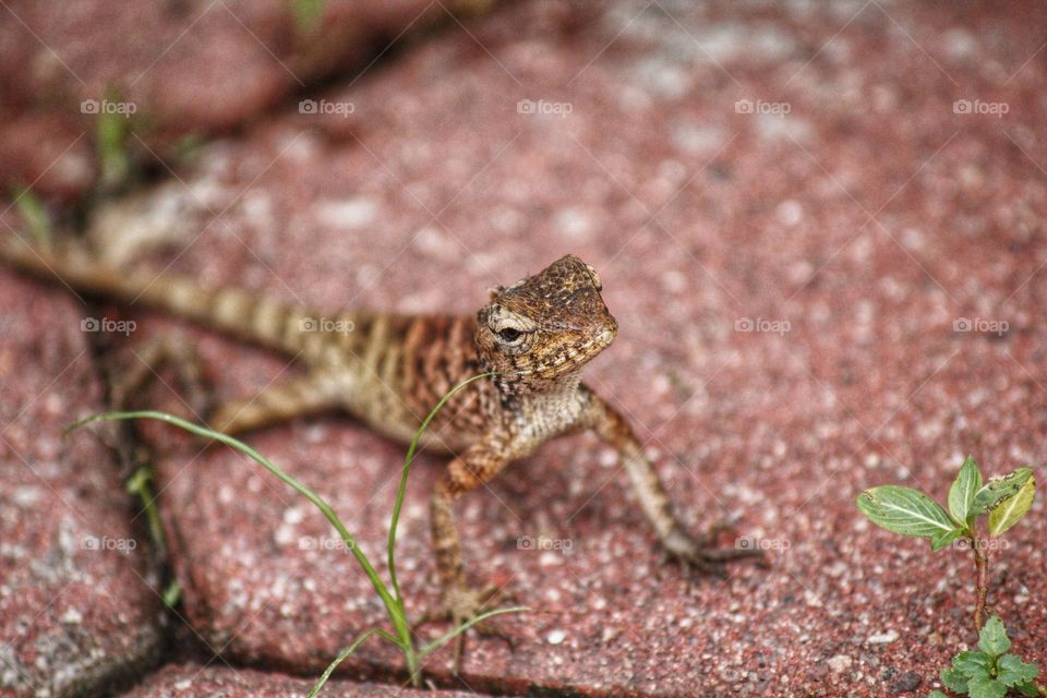 Lizard portrait on the ground with a very questioning look.