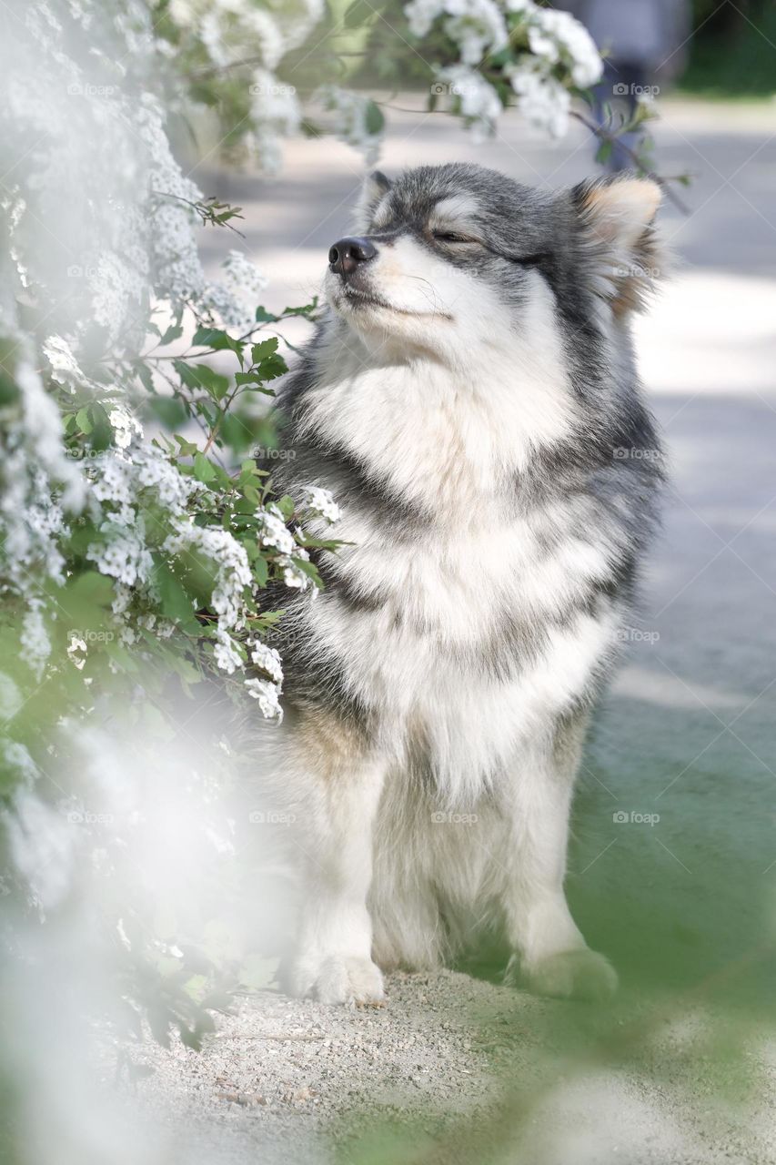 Portrait of a young Finnish Lapphund smelling flowers