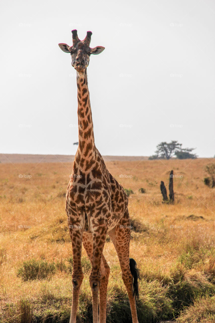 Giraffe in Kenya 
