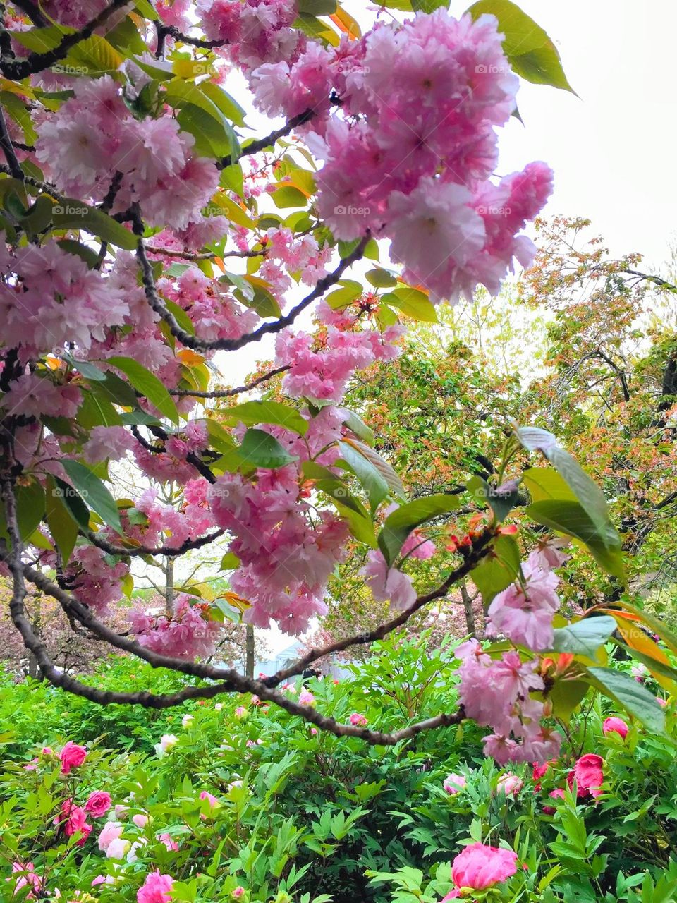 Vibrant pink cherry blossoms in the spring time.