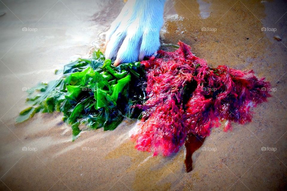 Beautiful seaweed!