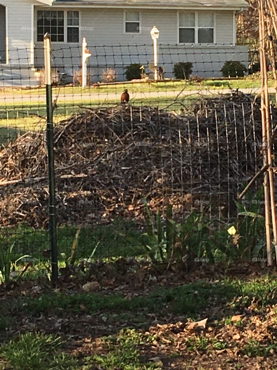 A robin sitting on a big mulch pile just sitting looking and looking waiting .