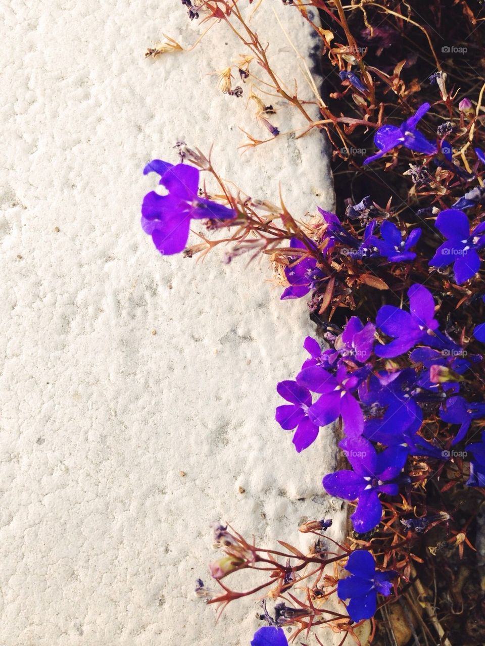 Bright purple flowers