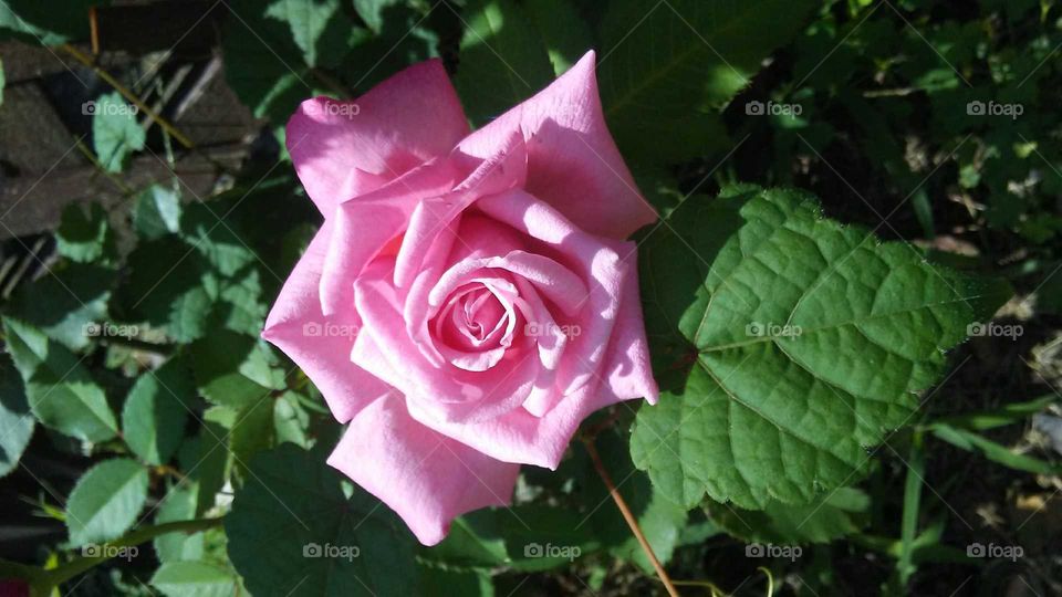 One perfect pink rose