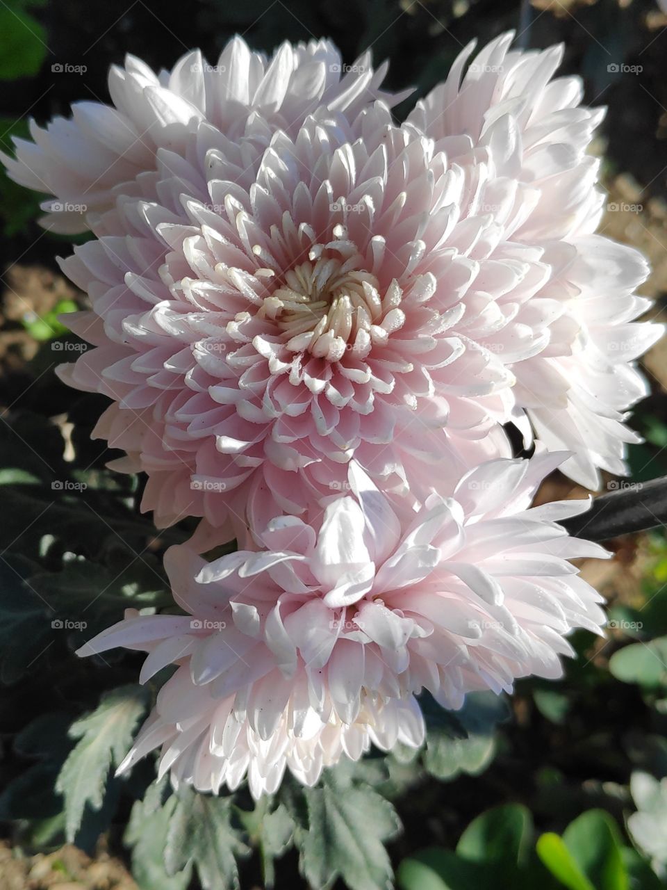 Chrysanthemum