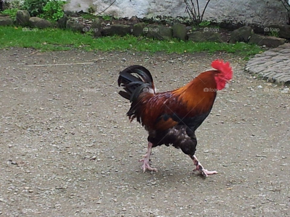 rooster walk