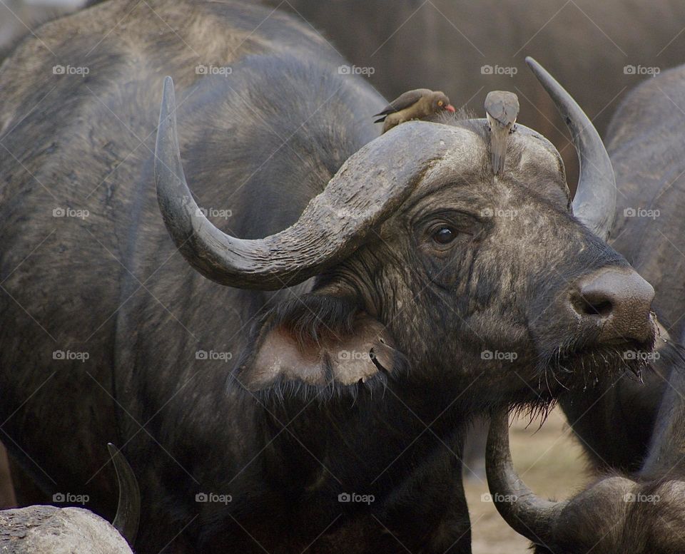 A close up shot of a buffalo 