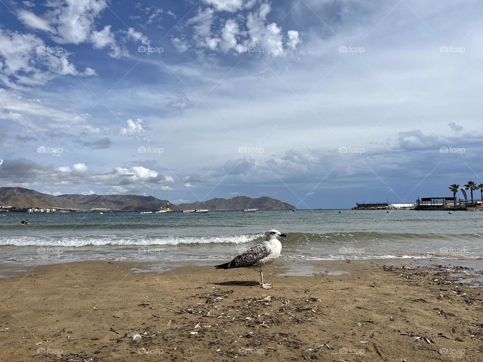 Gaviota en la playa 