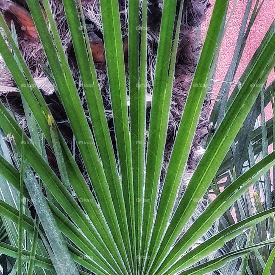 palmera