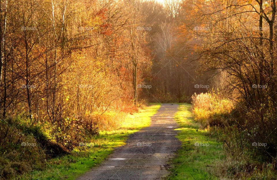 View of a small road between forest