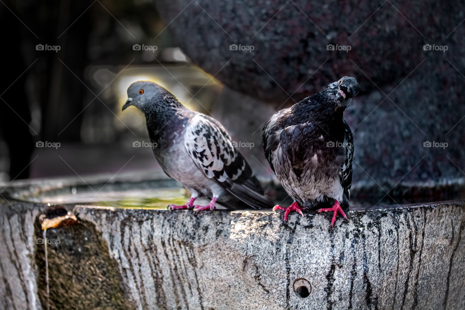 pigeons