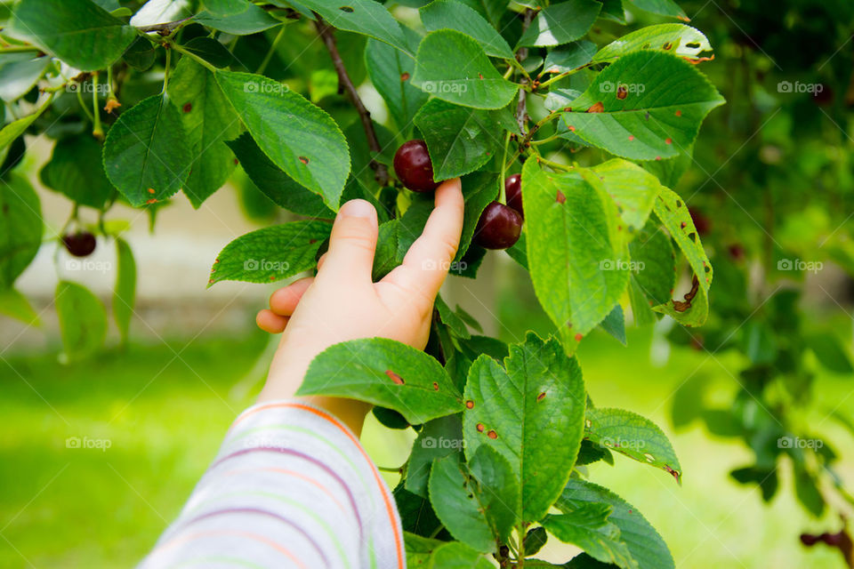 child picking up cherries