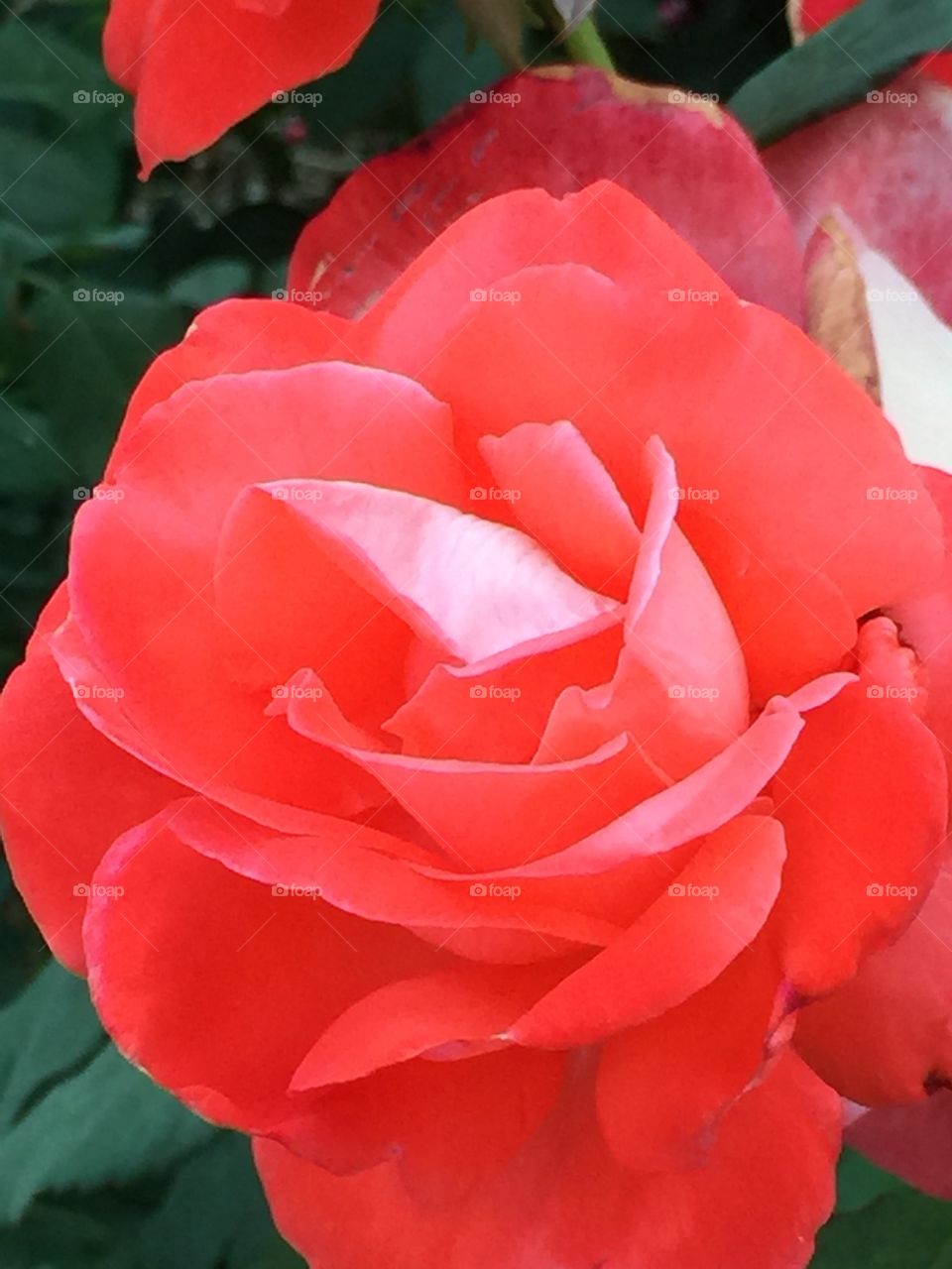 A pink rose growing in my backyard.