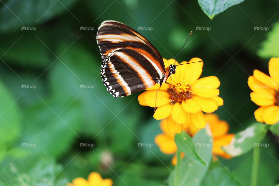 Butterfly resting on a yellow flower