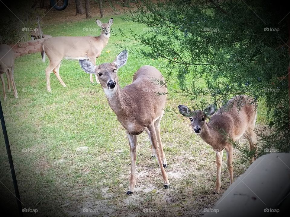 A few deer come to visit me close to my back window