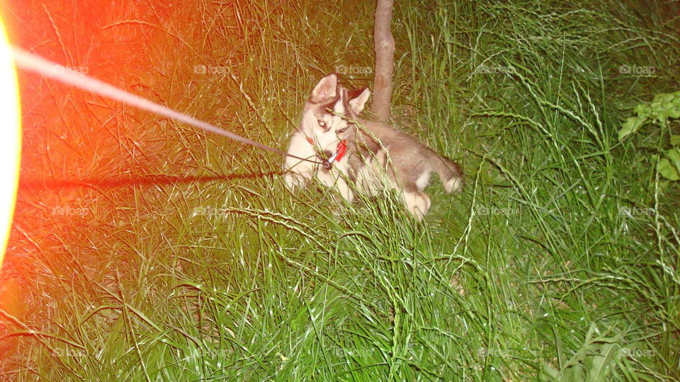 Husky on grass