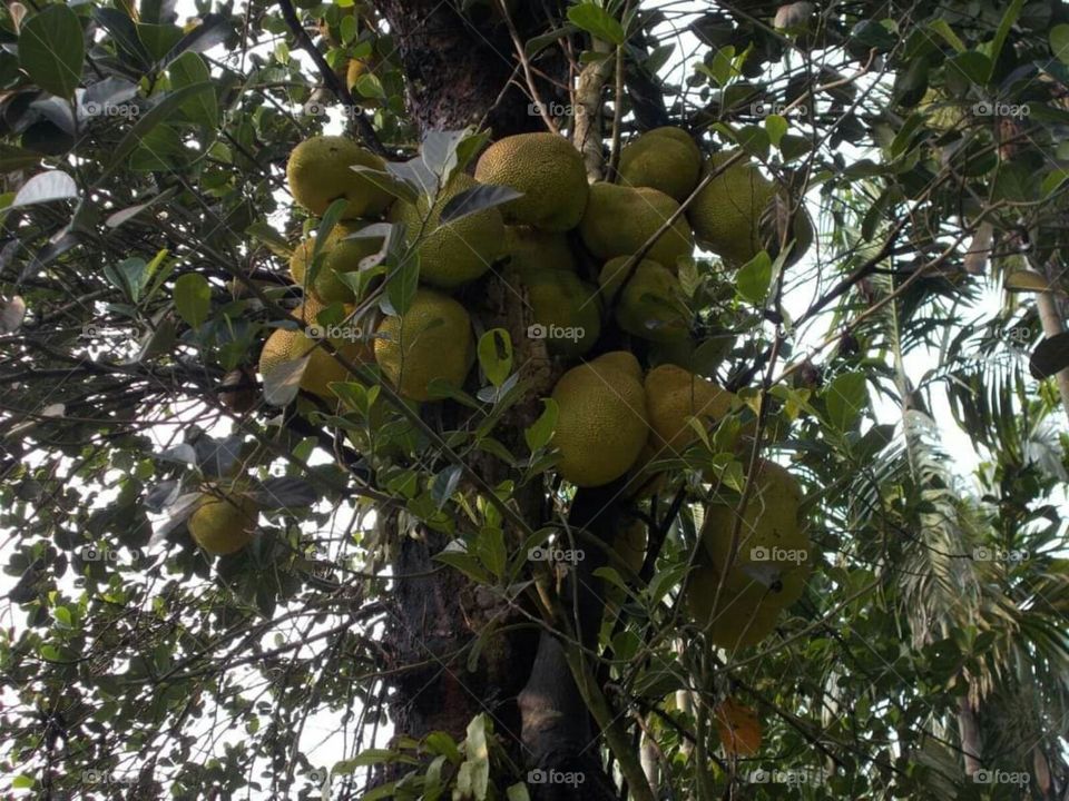 jackfruit tree