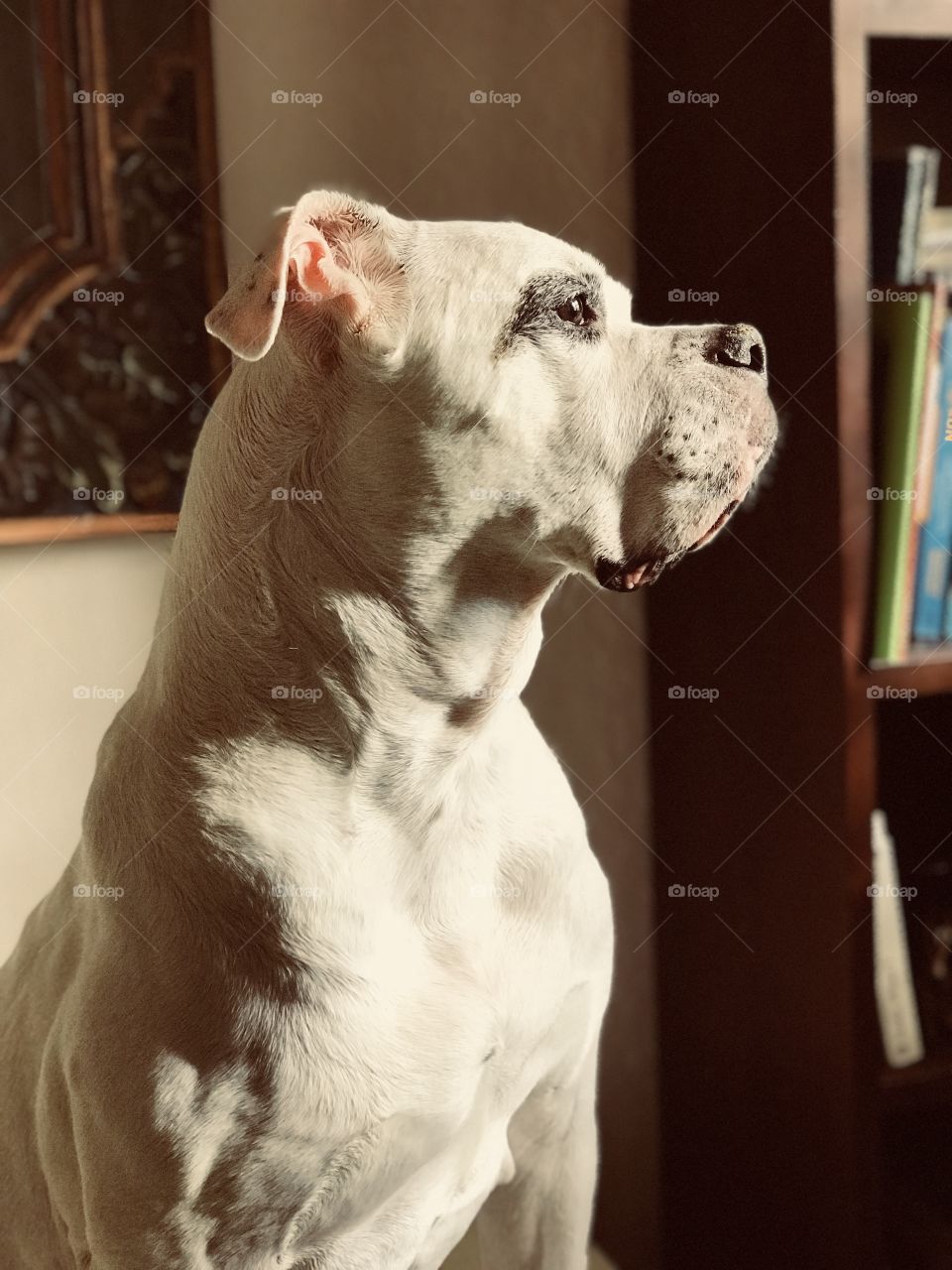 Bulldog in the morning sun
