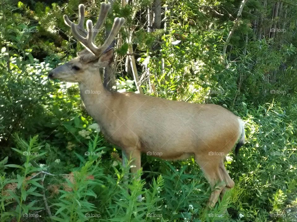 Another incredible closeup of deer in Grand Teton National Park Wyoming