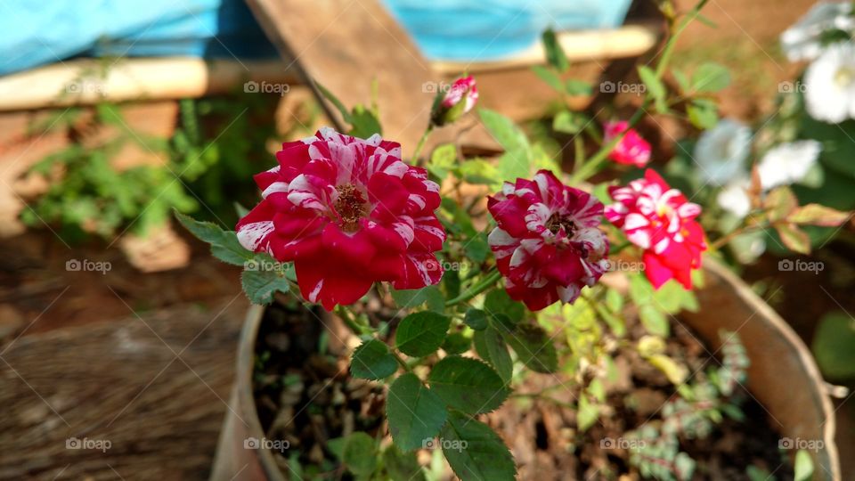 Flores bonitas. Rosas mescladas, duas cores.