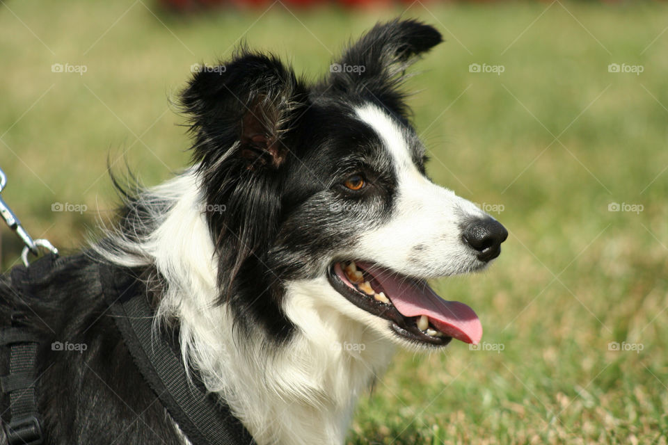 border collie