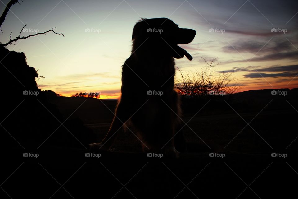 sunset and dog