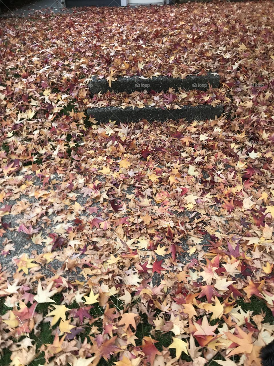 Red golden leaves on steps