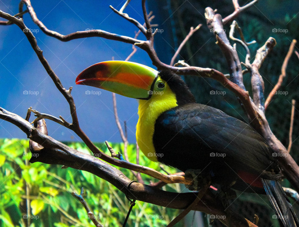 Happy toucan resting on a branch