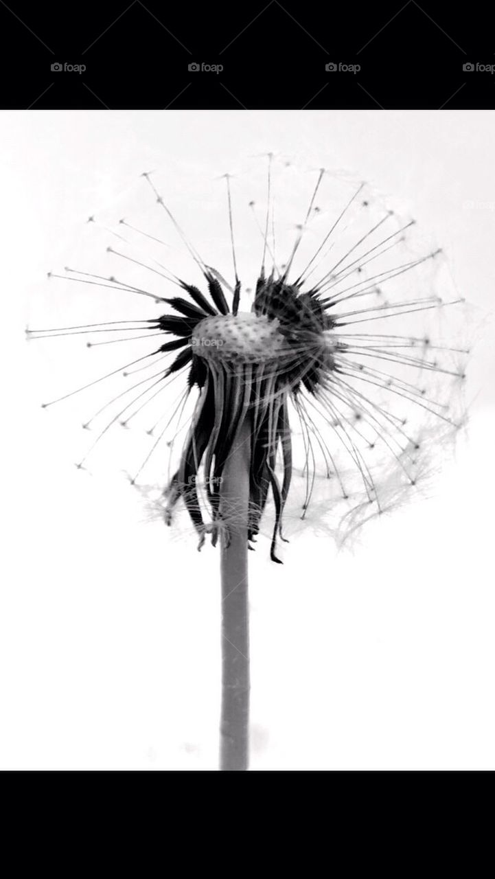 Dandelion6