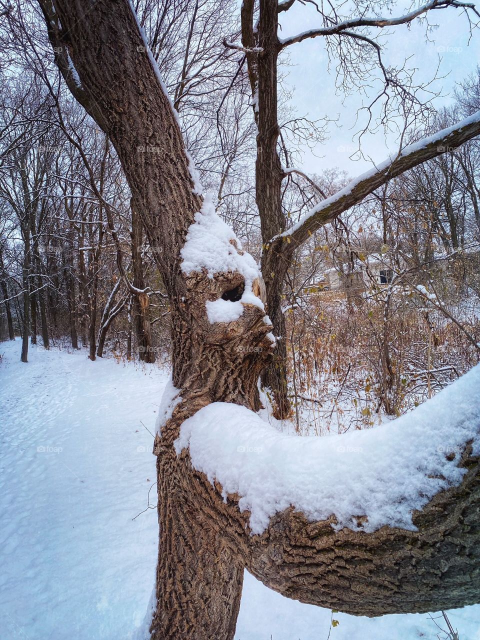 Snow covered tree