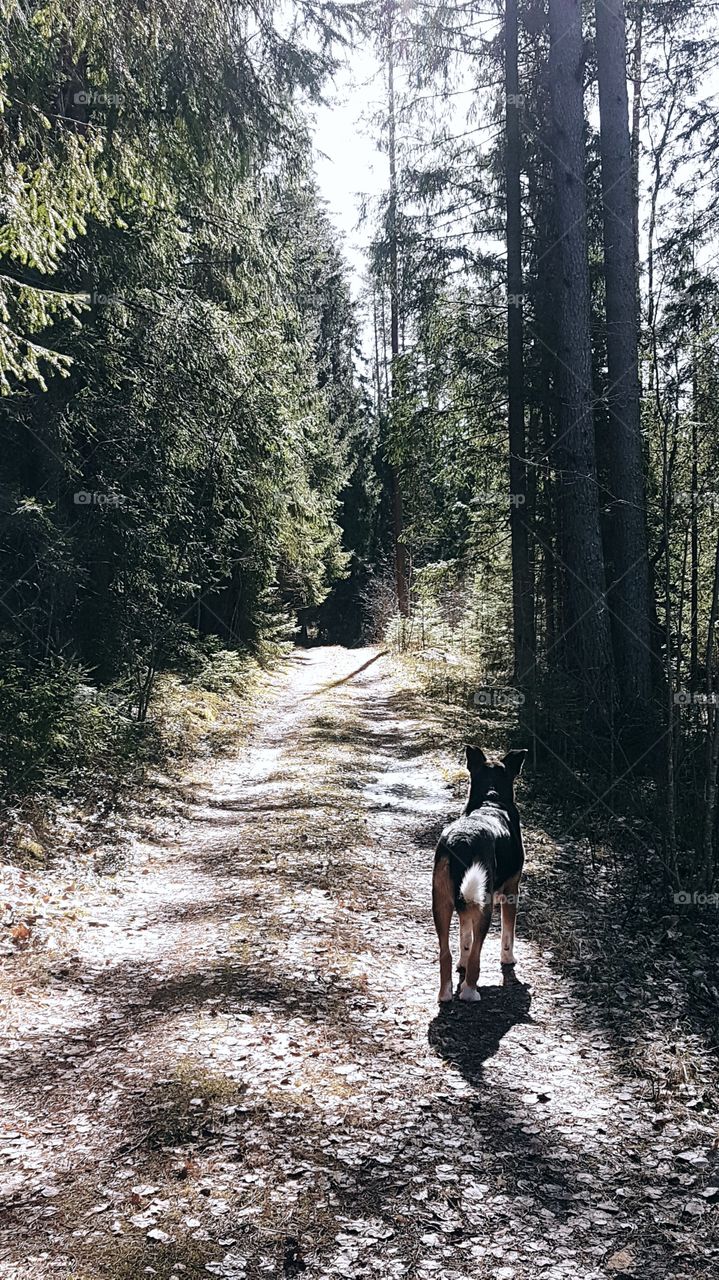 Peaceful saturtday walk with my dog in Latvian forest in spring