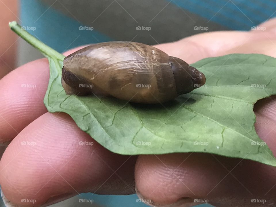 Snail 