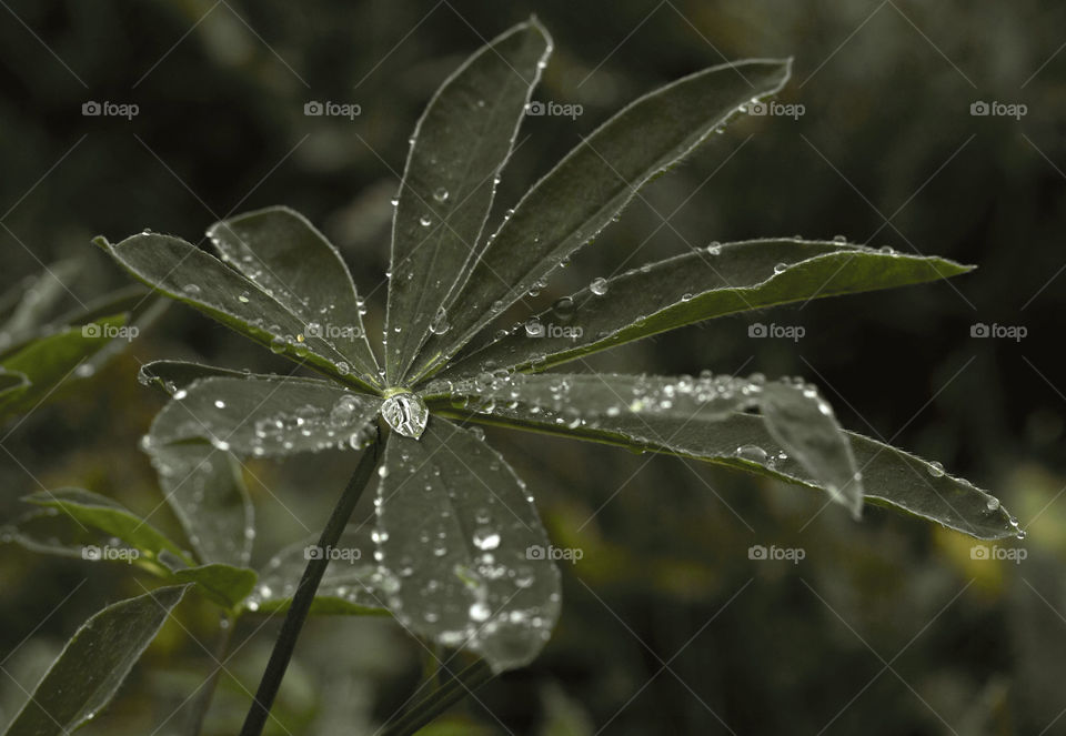 Plant in rainy season