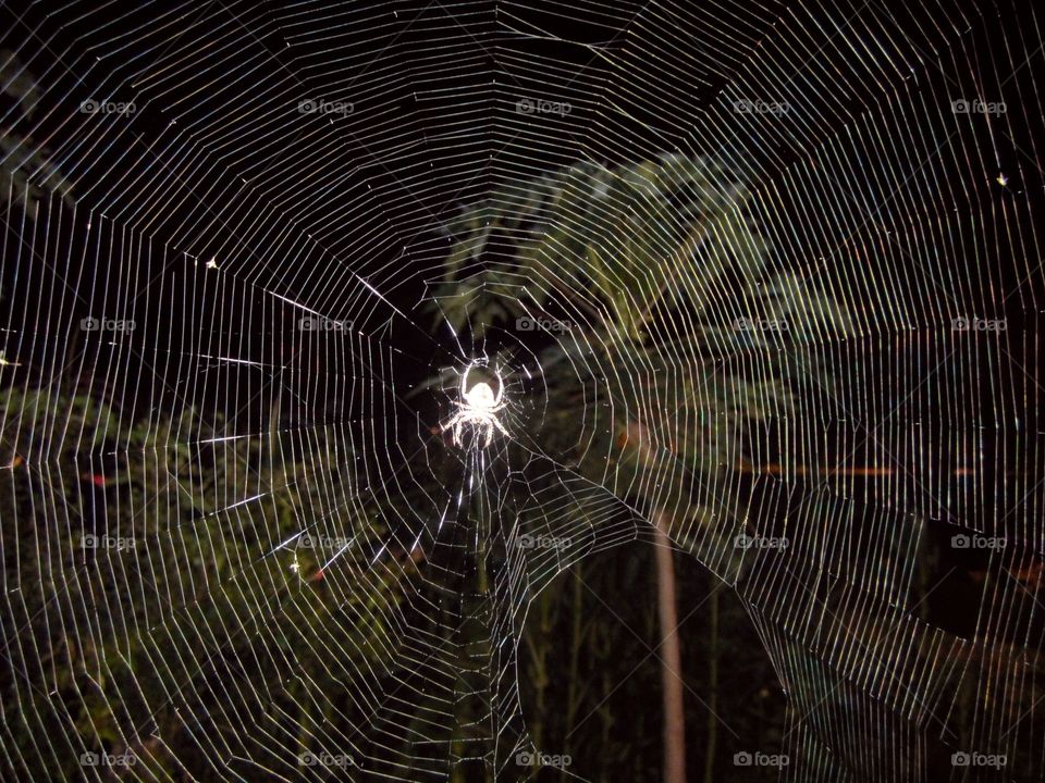Spiderweb