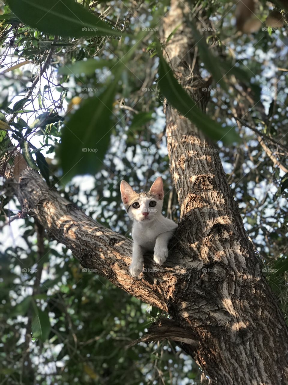 Cat resting on a tree while looking at the camera.