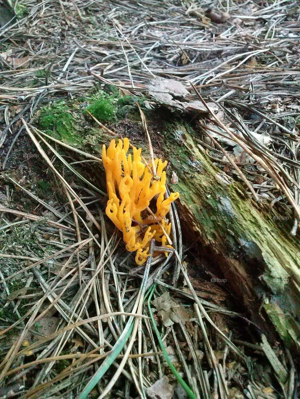 Orange fungus 